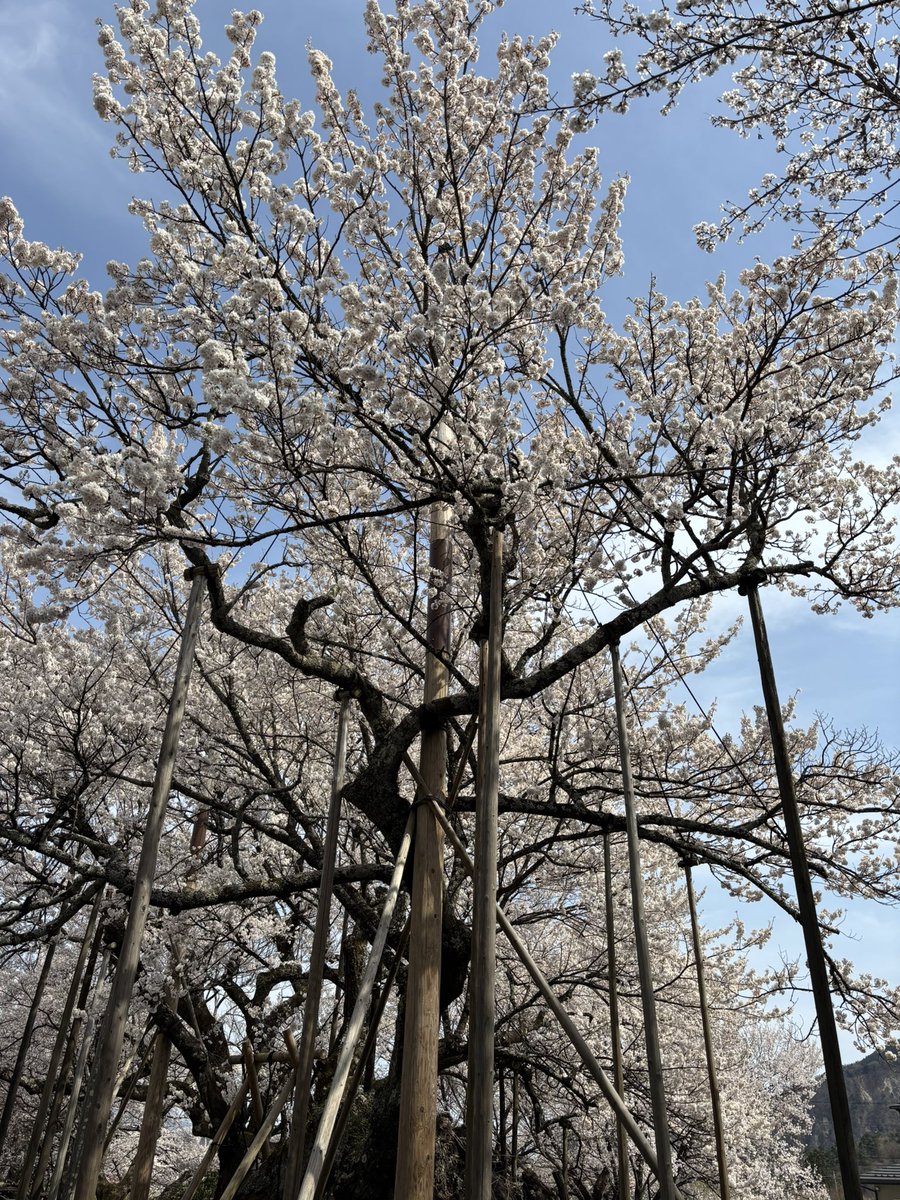 cityhokuto's tweet image. ／
北杜いいとこ
＼

日本三大桜の1つである実相寺の「山高神代桜」が満開を迎えています🌸

#山梨 #北杜 #北杜いいとこ #山高神代桜 #日本三大桜 #YM