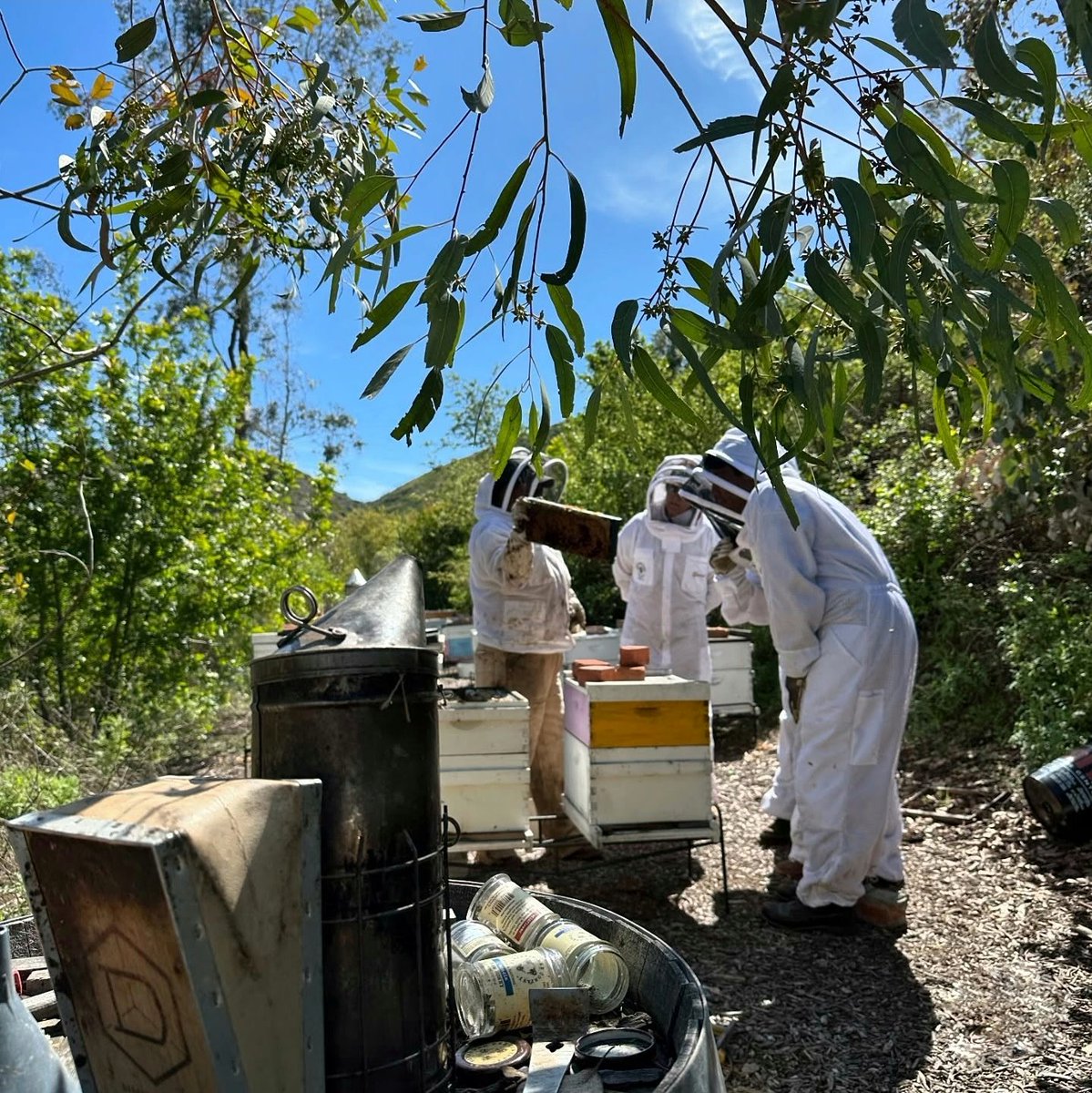 The Buzz is real in Malibu

📷 by: @theluckybeeranch 
#malibu #beekeeper