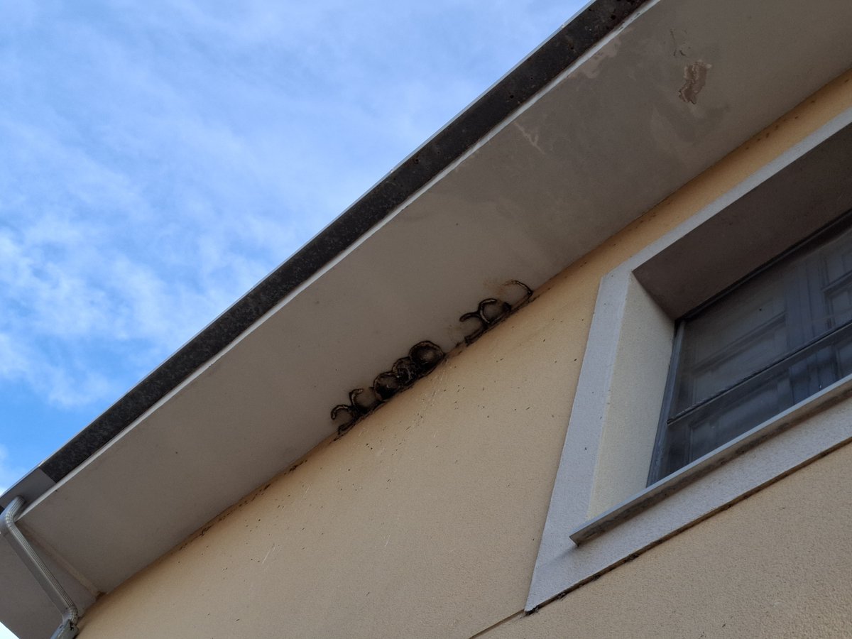 Naturalistes Girona (@somnatus) on Twitter photo 🔵| "Critiquem que <a href="/AjQuart/">Ajuntament de Quart</a> hagi retirat 14 nius d’oreneta cuablanca de la façana de l’edifici municipal a l’inici de l’època de cria"
👉Llegiu la notícia: naturalistesgirona.org/ca/noticies/cr… 🔵| "Critiquem que <a href="/AjQuart/">Ajuntament de Quart</a> hagi retirat 14 nius d’oreneta cuablanca de la façana de l’edifici municipal a l’inici de l’època de cria"
👉Llegiu la notícia: naturalistesgirona.org/ca/noticies/cr…