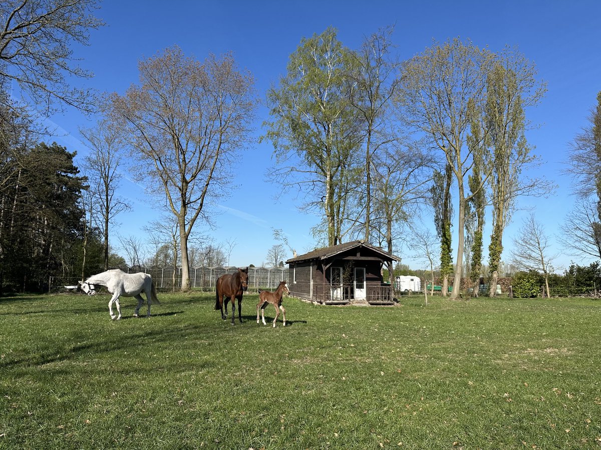 ritadevries1's tweet photo. #vrtweer. Halen. 10u37 https://t.co/L8nuhYQnyT