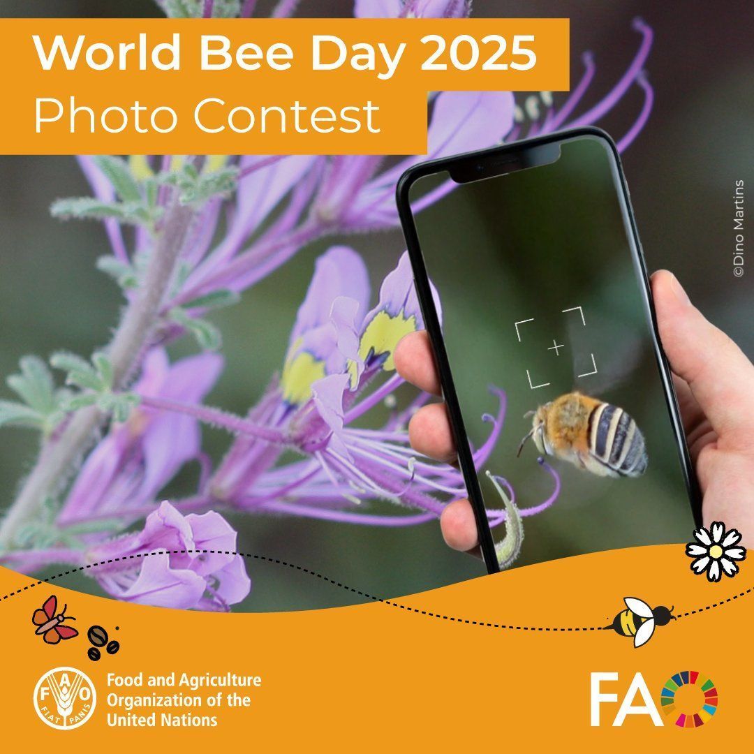 Snap, share &amp; inspire! 

Join the #WorldBeeDay 2025 Photo Contest and celebrate the role of pollinators in agrifood systems &amp; ecosystems.

✅ Winning photos will be showcased during World Bee Day! 

⏰ Deadline: 14 April 2025
👉 buff.ly/2i4bkGu

#SaveTheBees #AgInnovation