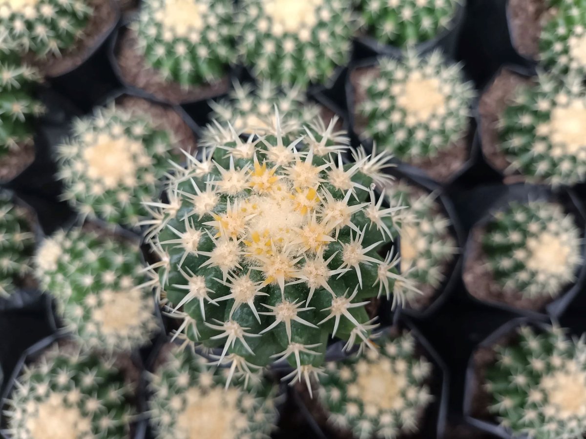 frekenterprises's tweet photo. Say hello to the bold &amp; iconic Echinocactus grusonii 🌵
Discover more https://t.co/bIliEdbpT8

#GoldenBarrel #CactusLove #SucculentAddict #DroughtTolerant #CactusCollection #PlantAesthetic https://t.co/L8Ss86KwND