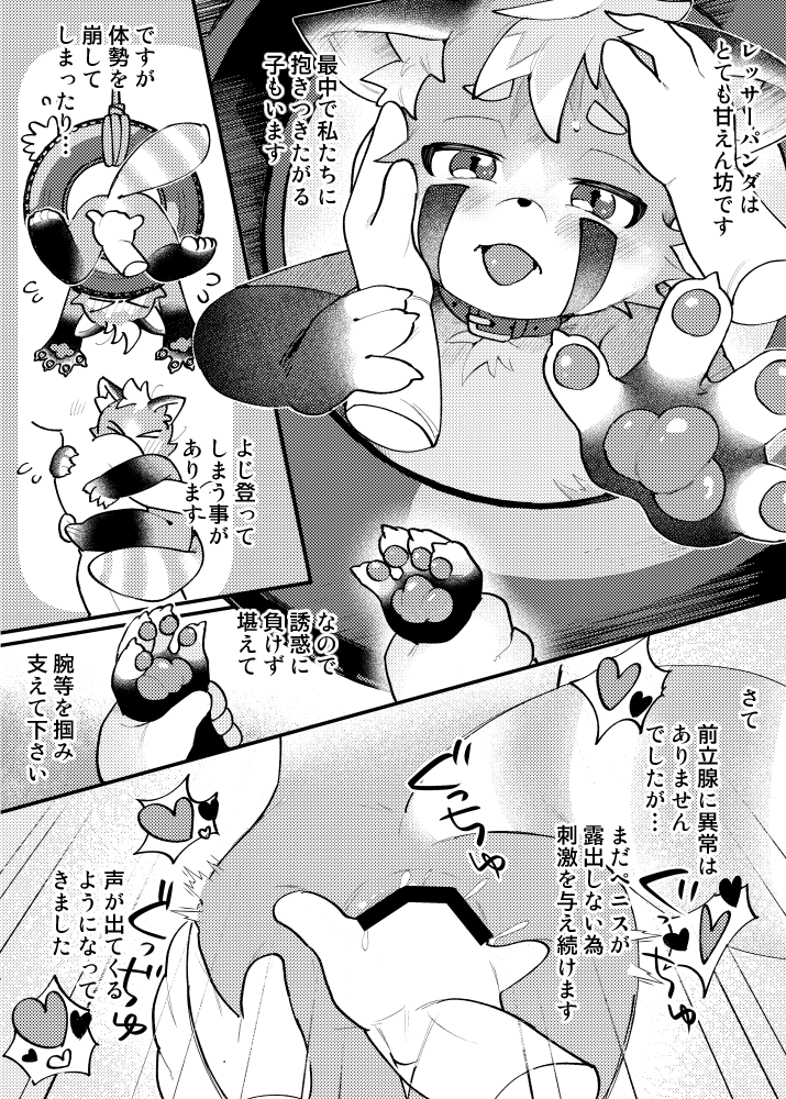 oomikamimimiko's tweet photo. skebありがとうございました！オス　レッサーパンダの身体検査　1/2 https://t.co/8YrdU4I1XC