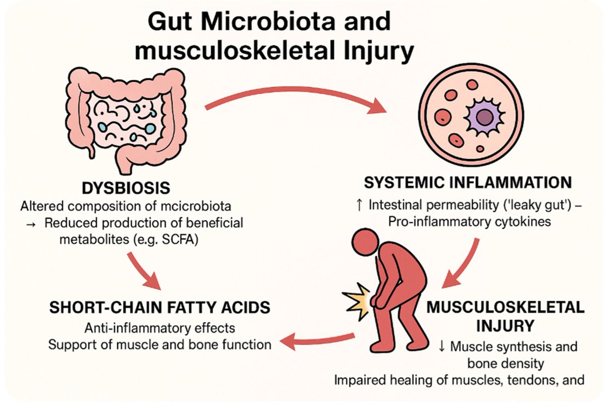 The Impact of Microbiota on Musculoskeletal Injuries

mdpi.com/2073-4409/14/7…