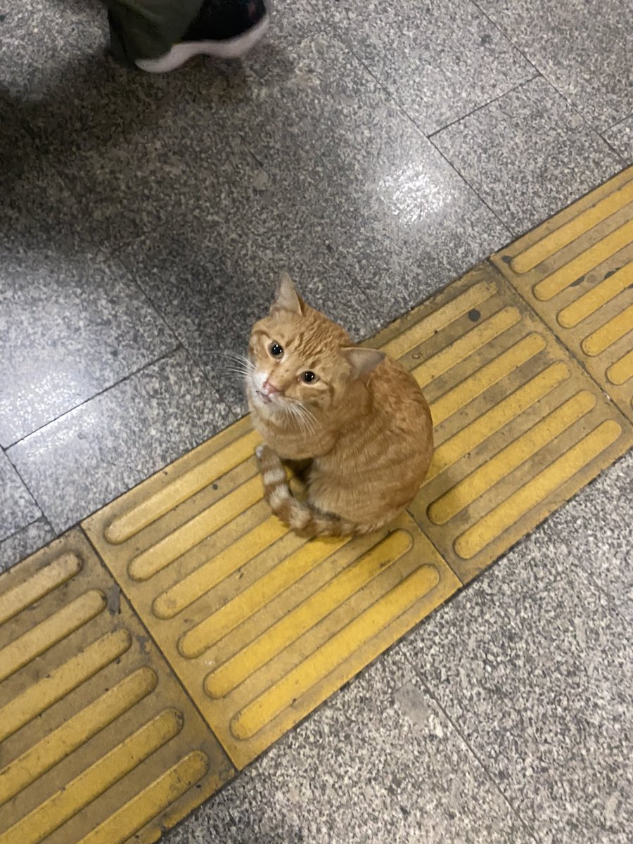 nurannkara's tweet photo. Maslak ayazağa metronun kedisi etrafına bakıp ağlıyor yaklaştığımda burnu ve ağzı yaraydı calicivirüs gibi görünüyor yemek yiyemiyor muhtemelen ben işe gitmek zorunda olduğum için yardım edemedim yardım edecek biri var mı itüden ya da çevredeki plazalardan #yardım #itü #destek https://t.co/MYLnf8lirU