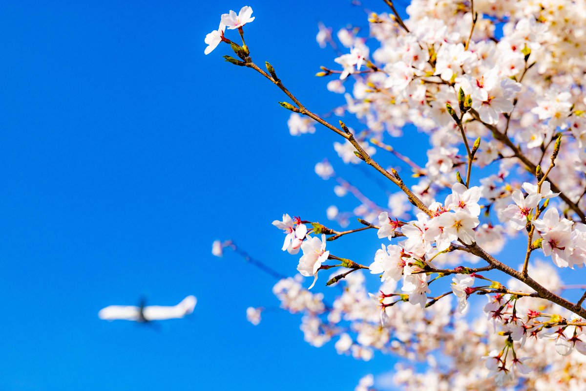 シェフの鳥羽周作氏<a href="/pirlo05050505/">鳥羽 周作</a>にXで噛みついてる男がいた。

大皿に消しゴムサイズの料理…

その男にとって食事はお腹を満たす作業でしかないのだろう。
何もないという余白も大切な表現なのだ。皿いっぱいに盛られた料理はどこか忙しなさを感じてしまう。