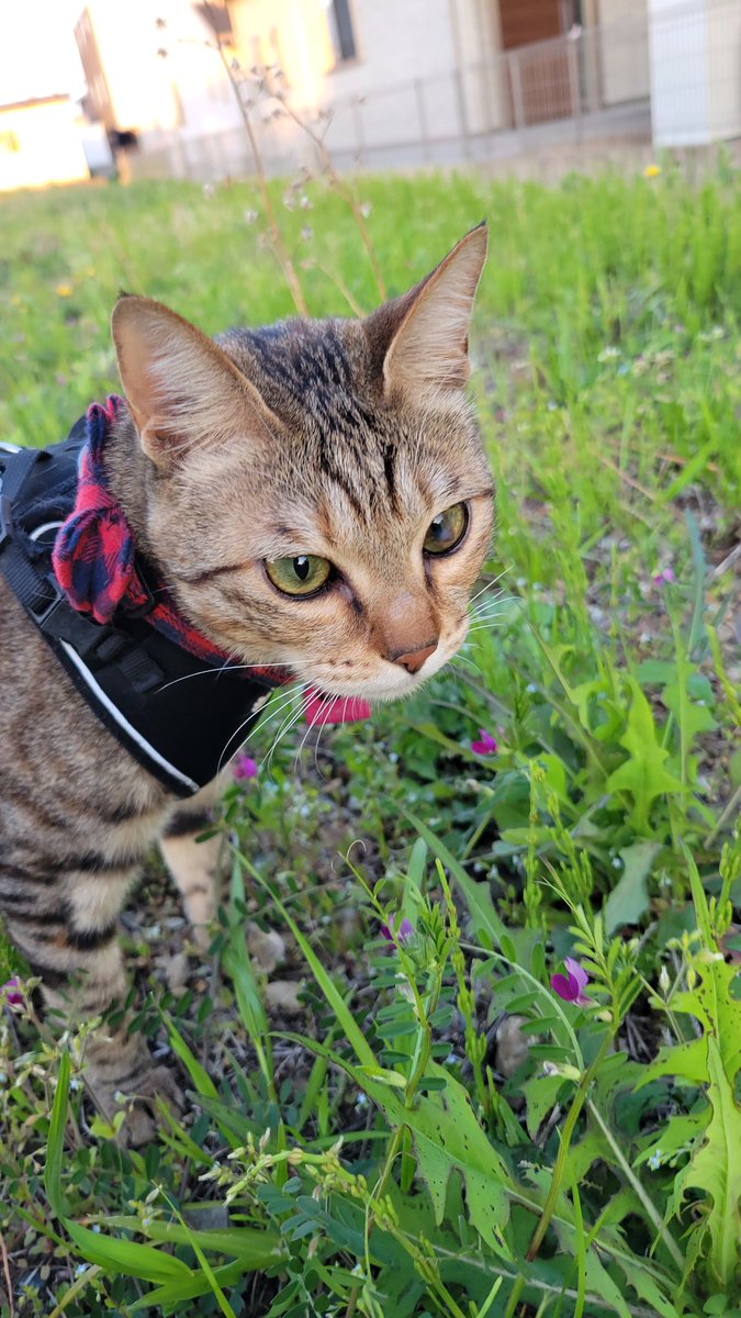 おさんぽ
春はいいね😻

#つなちゃん　#キジトラ
#猫のいる暮らし
#猫好きさんと繋がりたい