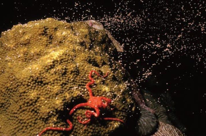 PHD SCHOLARSHIP OPPORTUNITY: Enhancing Coral Restoration Through Targeted Propagation Methods (University of Technology Sydney)

findaphd.com/phds/project/p…

This project aims to optimise coral restoration techniques in a near shore reef through selective propagation. Rapid
