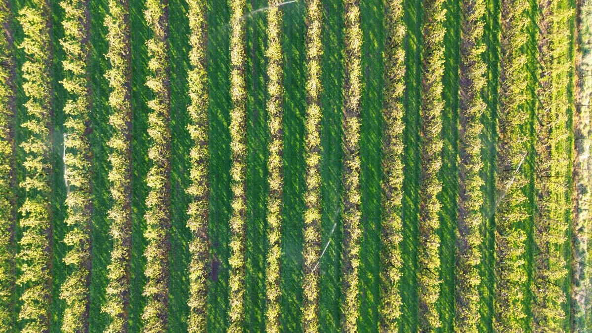 Bloesems beregenen vanwege de vorst in Buurmalsen <a href="/weermanrobert/">➡️ Robert de Vries</a> <a href="/onwukaa/">Amara Onwuka</a> <a href="/WilliamHuizinga/">William Huizinga</a> <a href="/BuienRadarNL/">Buienradar</a> <a href="/mrmiddendorp/">Maurice Middendorp</a> <a href="/marjondehond/">Marjon de Hond</a> <a href="/MartijnDorrest1/">Martijn Dorrestein</a> <a href="/jordiweerman/">Jordi Huirne</a>