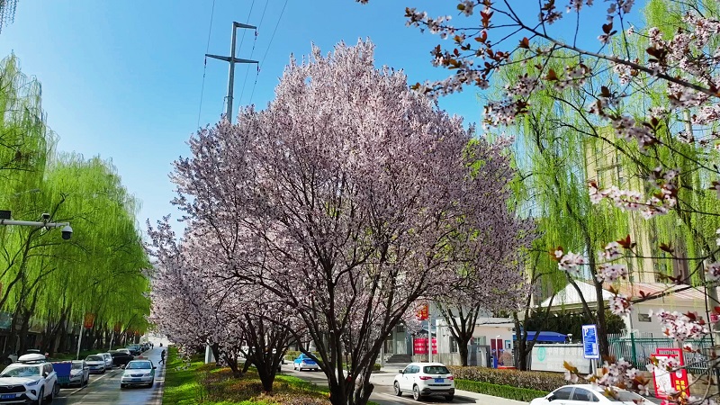 ExploreGansu's tweet photo. 🌸🌷 #Chongxin county in #Pingliang, #Gansu province, has entered the season of purple-leaf plum blossoms.
🌿Streets and parks in the urban area are adorned with clusters of pink and white flowers, complementing the tender green willow branches, and creating a springtime scene. https://t.co/FVctBSgTdO