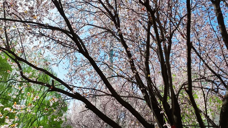 ExploreGansu's tweet photo. 🌸🌷 #Chongxin county in #Pingliang, #Gansu province, has entered the season of purple-leaf plum blossoms.
🌿Streets and parks in the urban area are adorned with clusters of pink and white flowers, complementing the tender green willow branches, and creating a springtime scene. https://t.co/FVctBSgTdO
