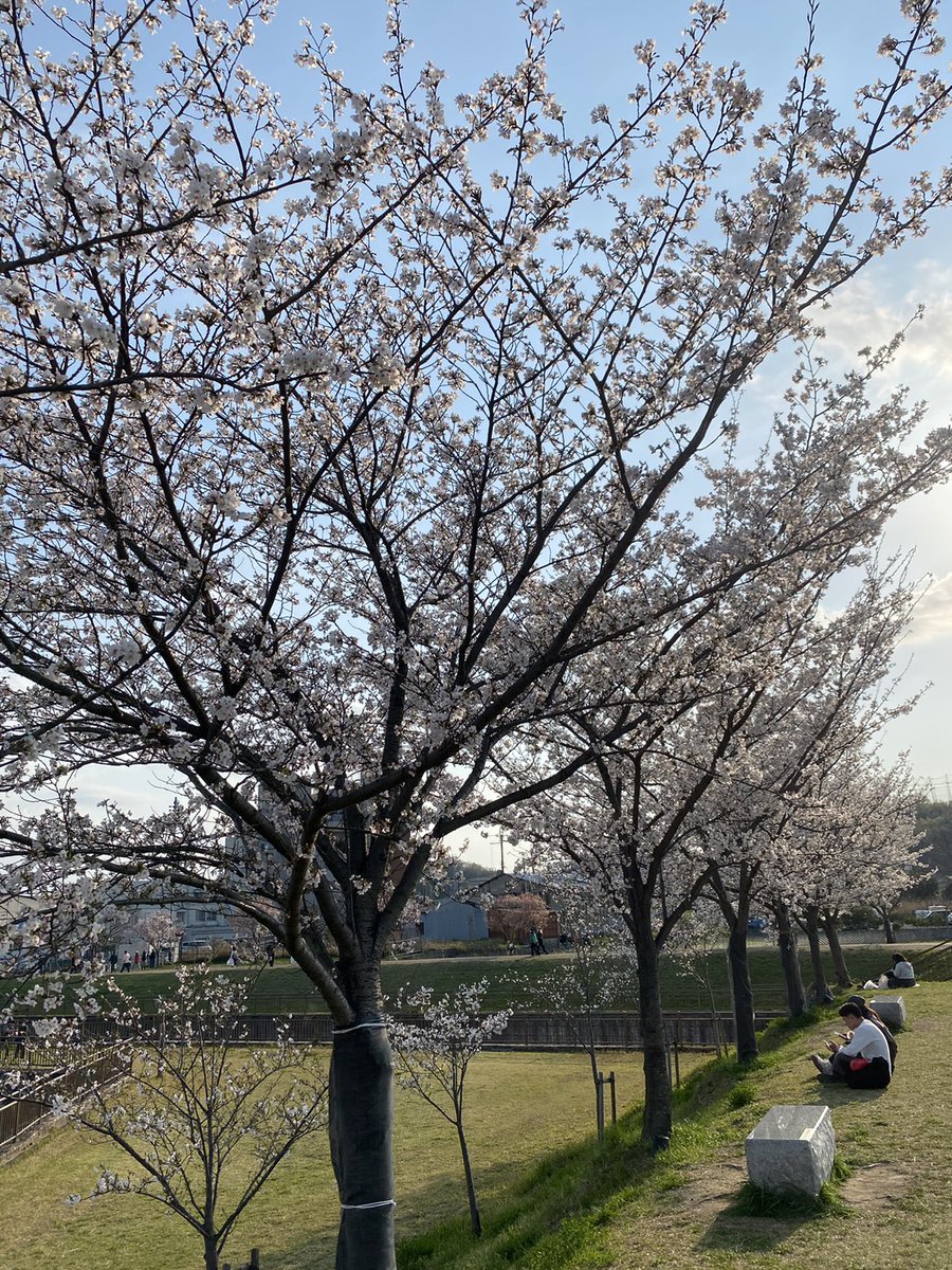 STI_IR2004's tweet photo. Cherry blossom which is called "Sakura" is fully blooming right now! It is so short seasonal flower and you can see it only once a year, so you should come see it in Japan🌸

#sti_ir #cherryblossom #sakura #pink #japan #japanculture #culture #traditional #flower #madeinjapan https://t.co/mHjSDDOGLh