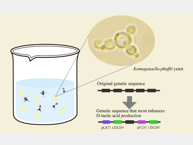 talius's tweet image. #Green recipe: #Engineered #yeast boosts #D-#lacticacid #production 

An engineered yeast efficiently converts methanol into D-lactic acid, vital for biodegradable plastics and pharmaceuticals, creating a sustainable eco-friendly production method... scitechupdates.com/green-recipe-e…
