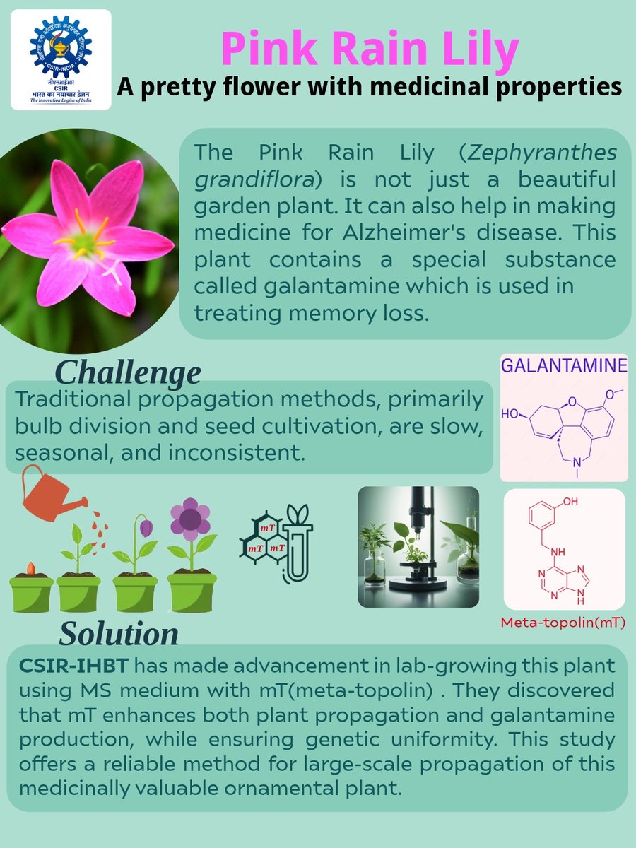 🌸 Pink Rain Lily isn’t just a pretty flower—it holds promise for Alzheimer’s treatment! <a href="/CSIR_IHBT/">CSIR-Institute of Himalayan Bioresource Technology</a> has reported boosting its lab propagation using meta-topolin (mT), enhancing both growth &amp; galantamine production. 
A step toward large-scale cultivation of this medicinal plant!