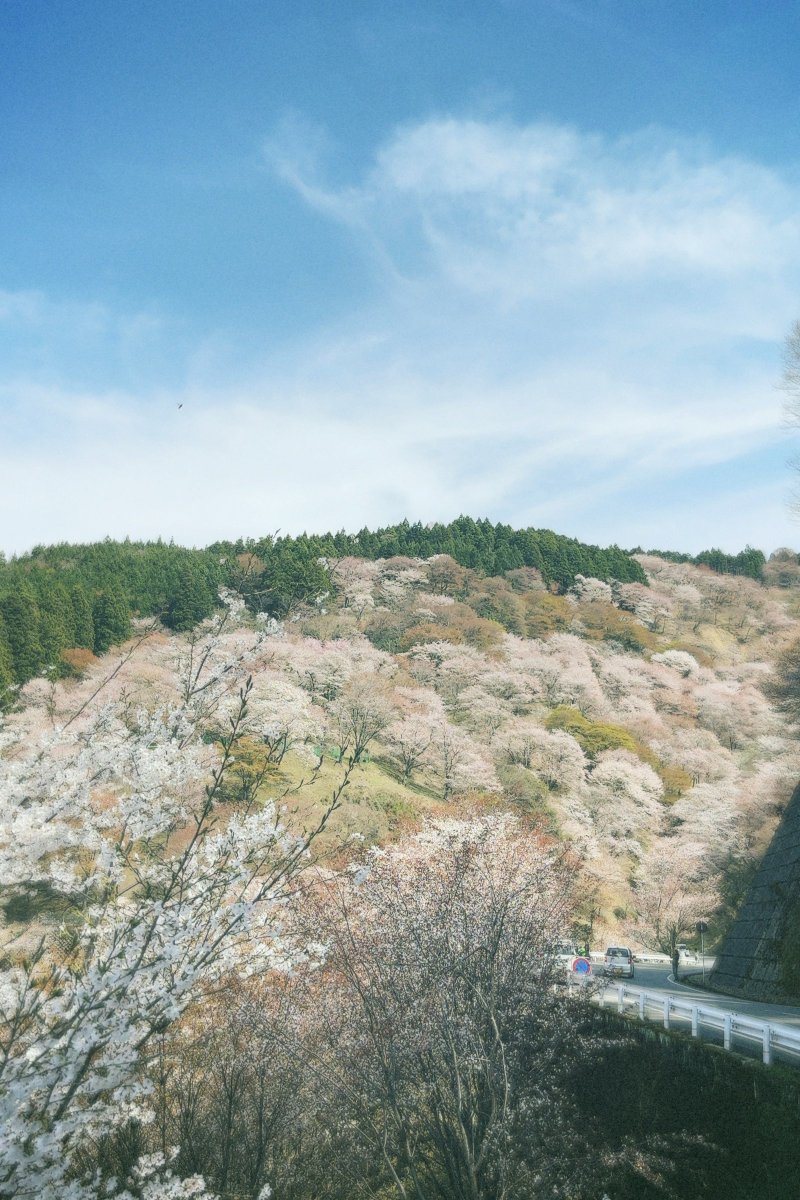 家族で日本一の桜の名所吉野山に行ってきました🐶
とっても綺麗で幻想的で夢の中にいるみたいでした🥲🩷
写真で伝わるかわかんないけどお裾分けです☺️🌸 https://t.co/KQ2uotdsd1