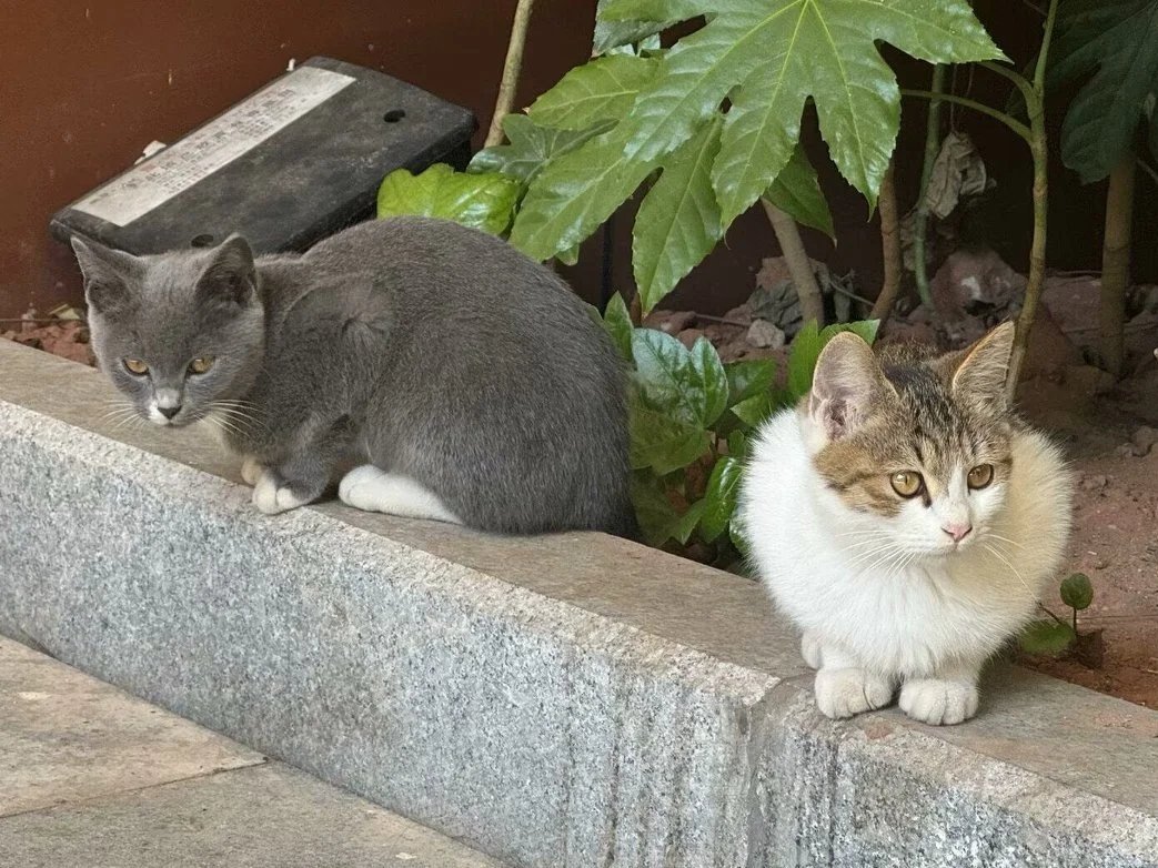 I saw these two little guys while running in the park. Wow, one of them is black and the other is white. They are so cute. I want to take them both home haha