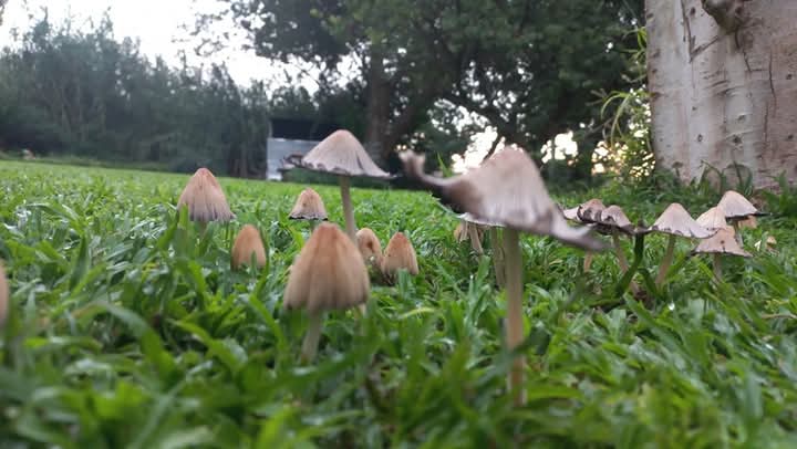 KameelHuise's tweet photo. Die dwergies se huisies in ons tuin.
#Kameelrustandvrede #RouteR377
#Noordwes #Paddastoele https://t.co/oT0xdBBsO4