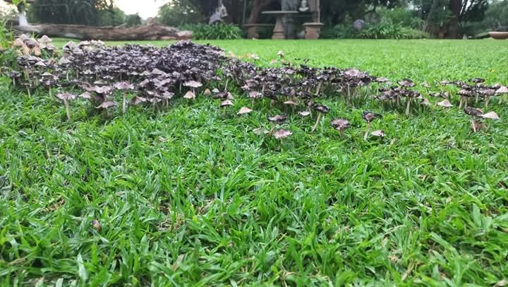 KameelHuise's tweet photo. Die dwergies se huisies in ons tuin.
#Kameelrustandvrede #RouteR377
#Noordwes #Paddastoele https://t.co/oT0xdBBsO4