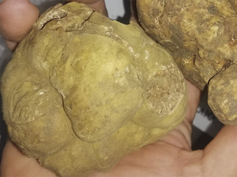 sentieripollino's tweet photo. La #valledelserrapotamo, grazie alle sue caratteristiche naturali, è l’habitat perfetto per il #tartufobiancopregiato. I territori di #calvera e #carbone sono veri e propri regni di questo gioiello della terra.
Per altre foto e per approfondire 👇
https://t.co/fb3KNggEQs https://t.co/gO2QTCLeQE