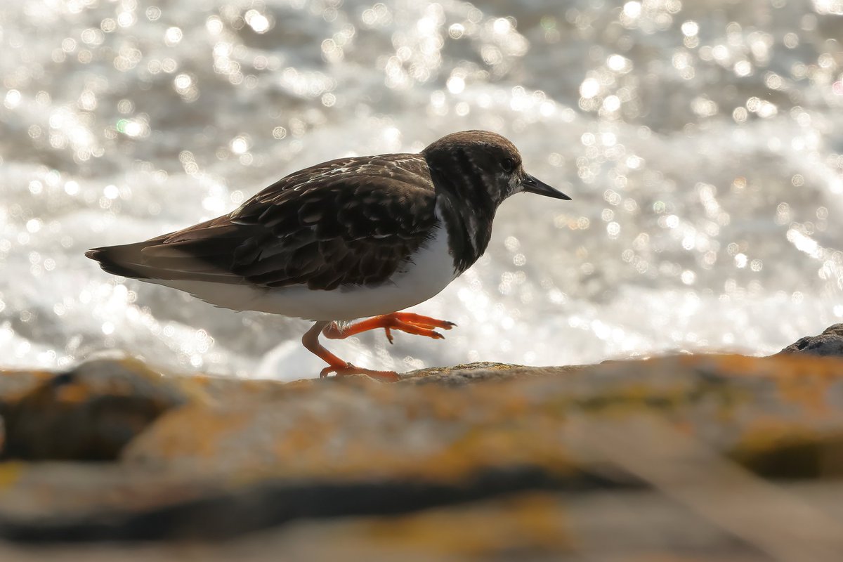 Ringed Plover &amp; Turnstone
#pembreyharbour