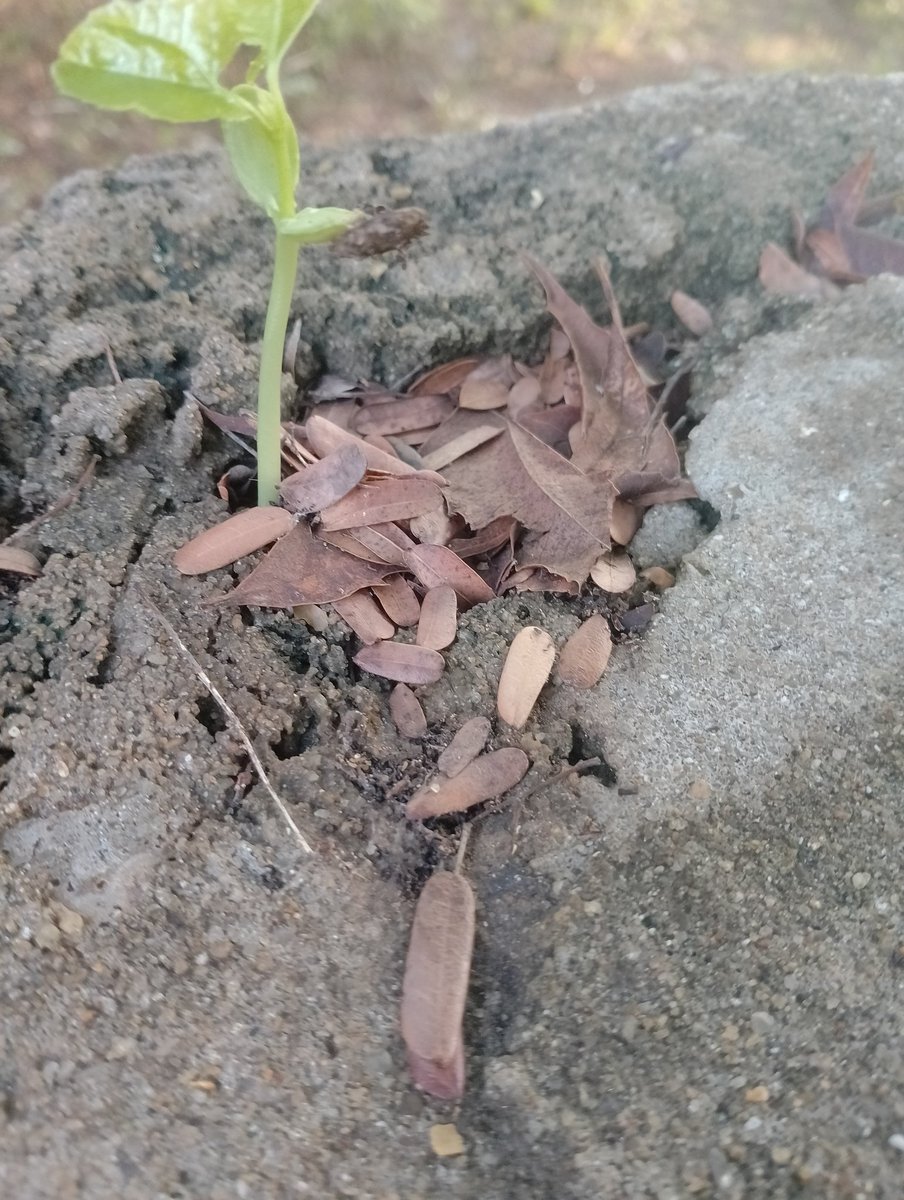 No matter how hard it is....life must go on. This seed just germinated on a concrete block. #Farouk, #Mururi, #KarenNyamu