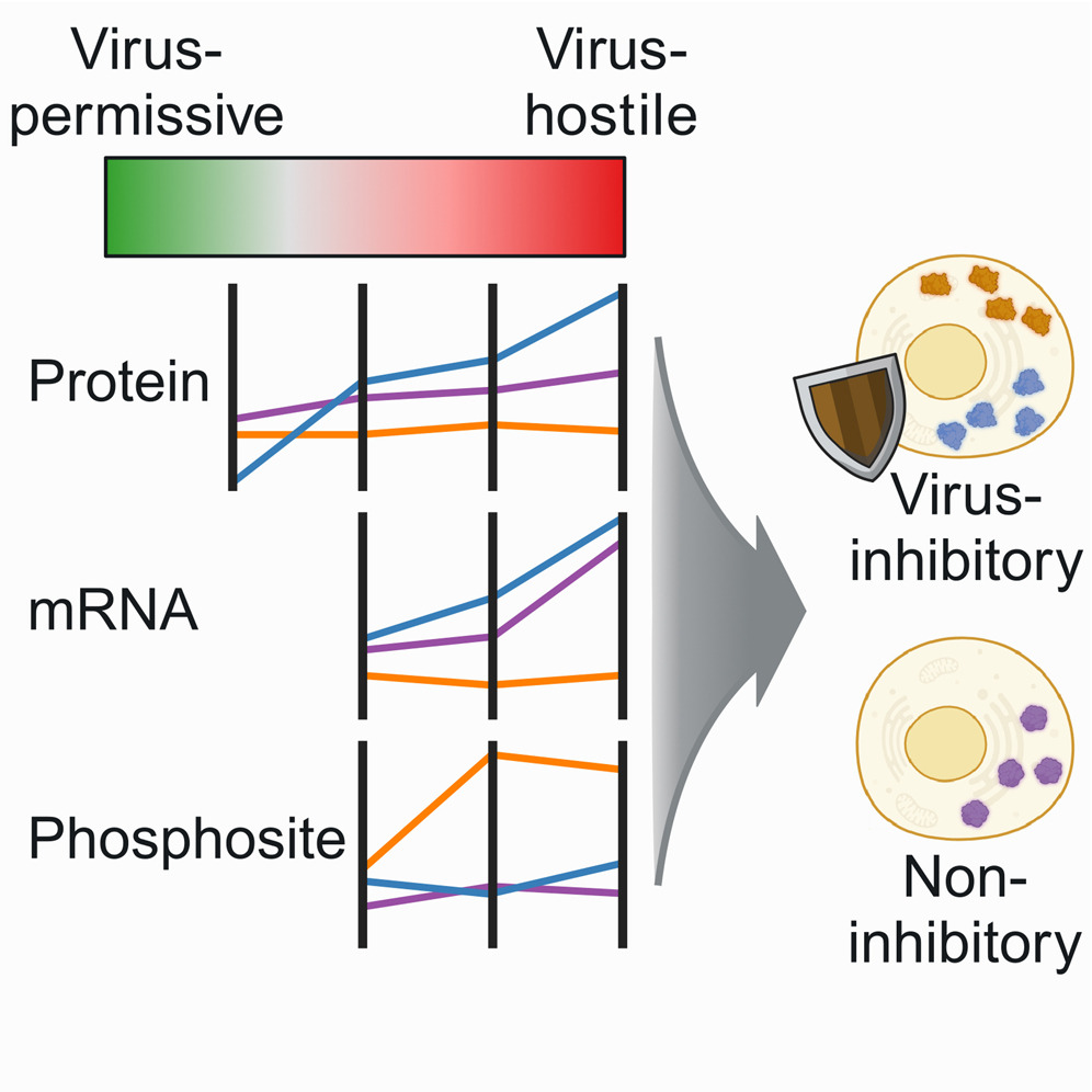 Alfredo Castello (@alf_castello) on Twitter photo 🚨🚨News: Interested in the proteome configuration that makes a cell permissive or hostile to virus infection? Why mRNA levels do not fully reflect the proteome status after interferon treatment? See the new paper from <a href="/castello_lab/">Castello Lab</a> and Mohammed lab mcponline.org/article/S1535-… 🚨🚨News: Interested in the proteome configuration that makes a cell permissive or hostile to virus infection? Why mRNA levels do not fully reflect the proteome status after interferon treatment? See the new paper from <a href="/castello_lab/">Castello Lab</a> and Mohammed lab mcponline.org/article/S1535-…