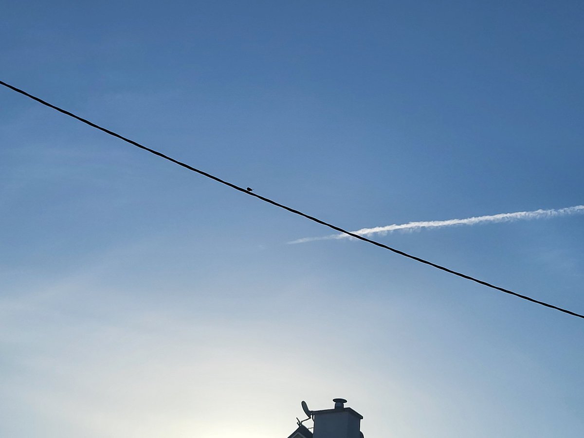 'The lads are back in town' - summer is here! #swallows