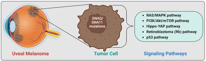 Exploration of Targeted Anti-tumor Therapy (@etat_journal) on Twitter photo 💫 Exploring recent advances in signaling pathways and hallmarks of uveal melanoma: a comprehensive review
explorationpub.com/Journals/etat/…
📨Contact us: etatjournal@explorationpub.com
📊 #PubMed/PMC, #Scopus, #GoogleScholar indexed
#OpenAccess #Cancer #Tumor #Oncology #APCdiscount 💫 Exploring recent advances in signaling pathways and hallmarks of uveal melanoma: a comprehensive review
explorationpub.com/Journals/etat/…
📨Contact us: etatjournal@explorationpub.com
📊 #PubMed/PMC, #Scopus, #GoogleScholar indexed
#OpenAccess #Cancer #Tumor #Oncology #APCdiscount
