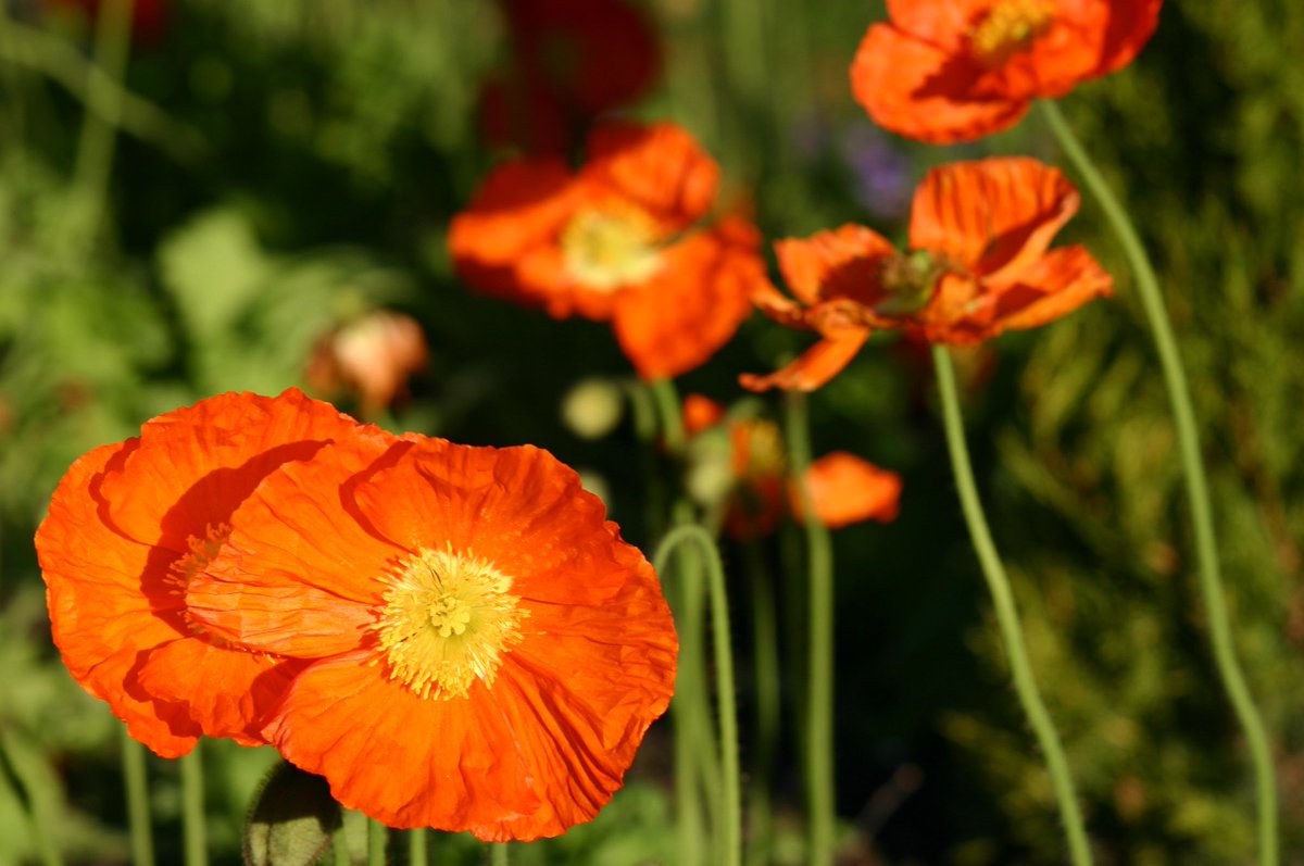 Sonia Cuff tweet media