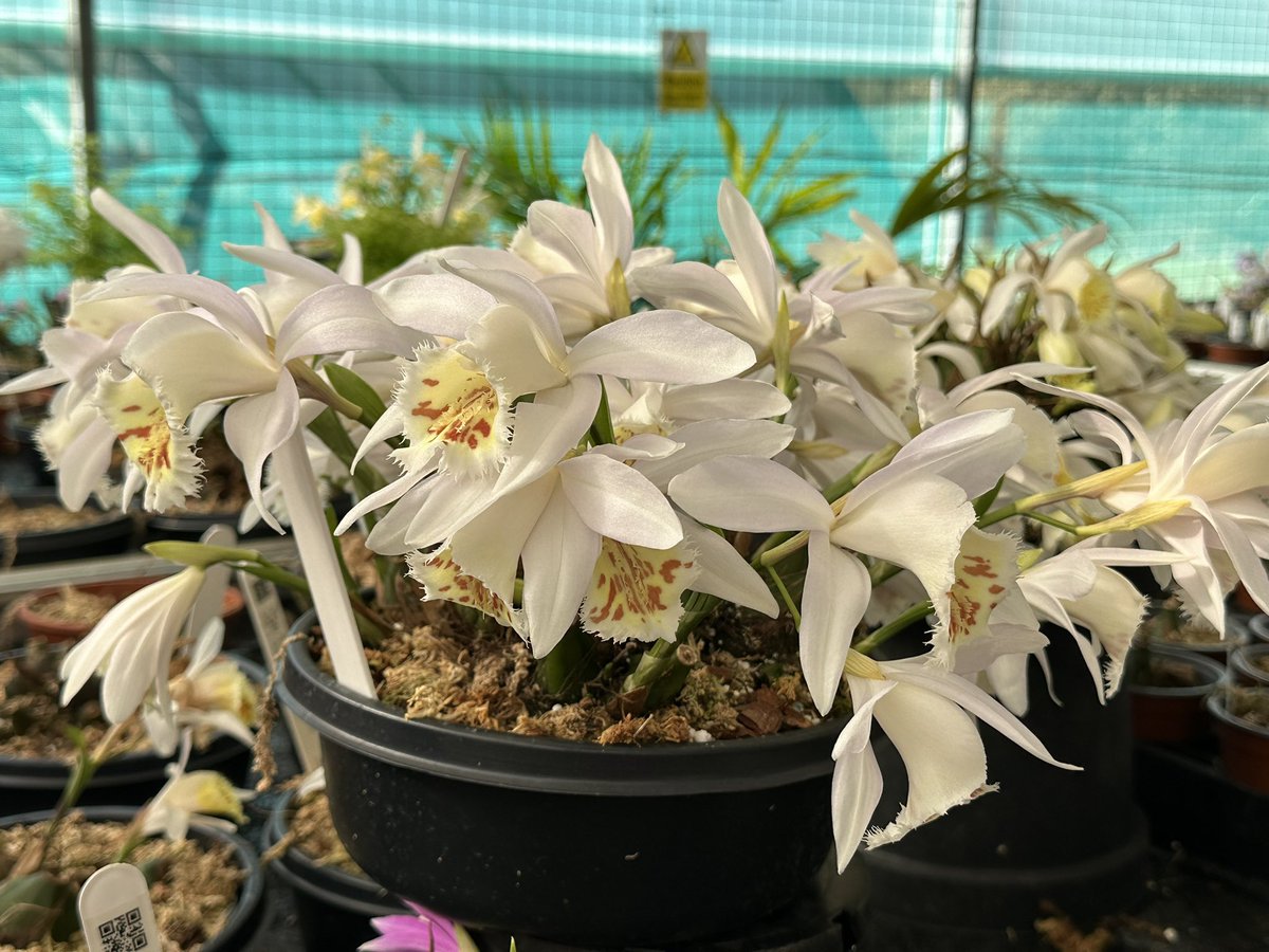 Pleione grandiflora is a species found in the highland cloud forests of China, Vietnam and the Himalayas at elevations 1500m to 3300m 🌿

#orchids #orquídeas #nature #conservation