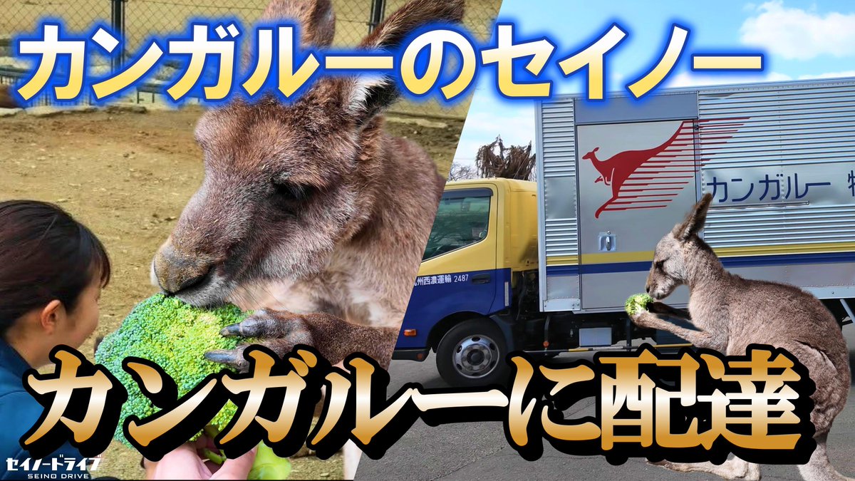 🔔＜ 新着動画配信～！ カンガルーがカンガルーにお届け🚚🌟！？ 生産
