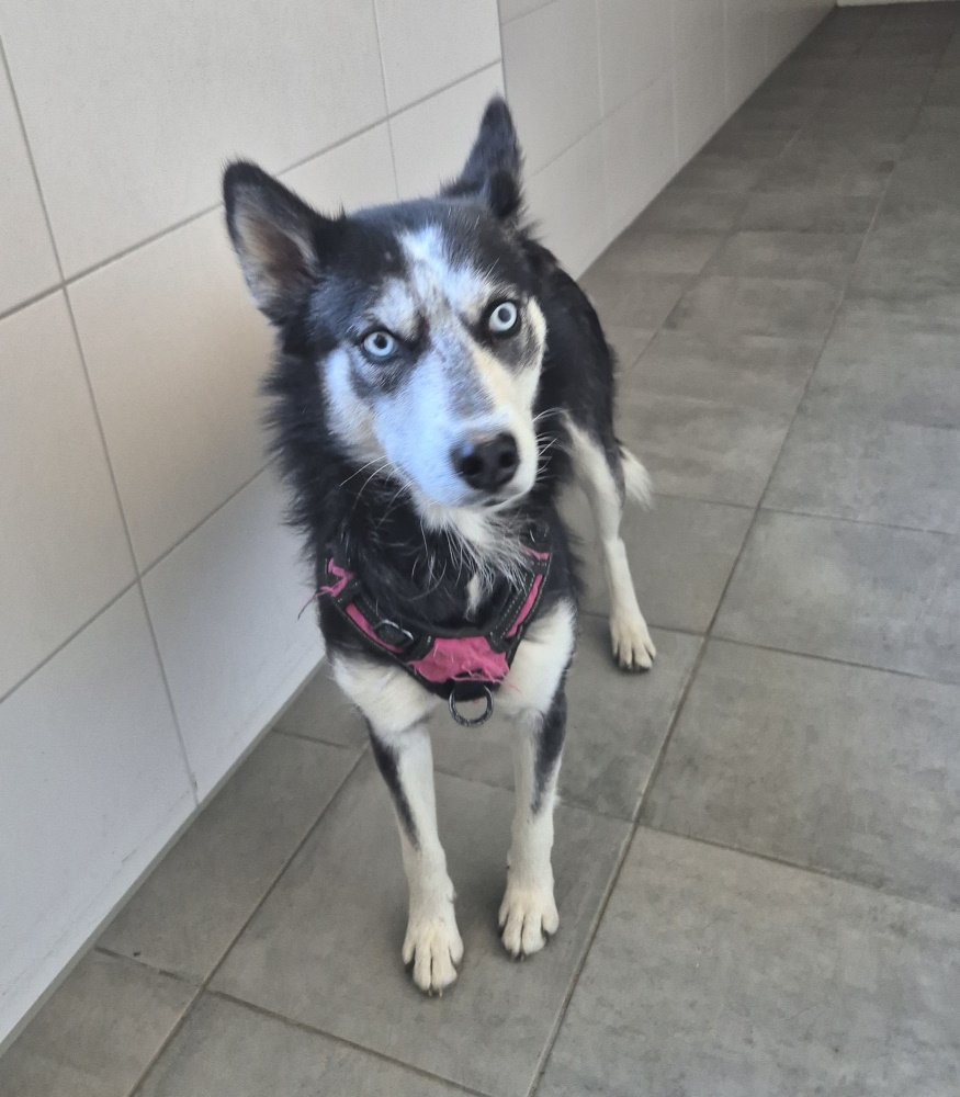 Huskyhündin Luna, Tierheim Wau-Mau-Insel Kassel Kopie:
Husky-Hündin von einem "Finder" gebracht. Sie ist sehr dünn und auch etwas ängstlich. Fundort: Baunatal - Stadtpark. Der Finder gab an, sie bereits vor 4-5 Tagen gefunden zu haben, hat den Fund aber leider bisher nicht