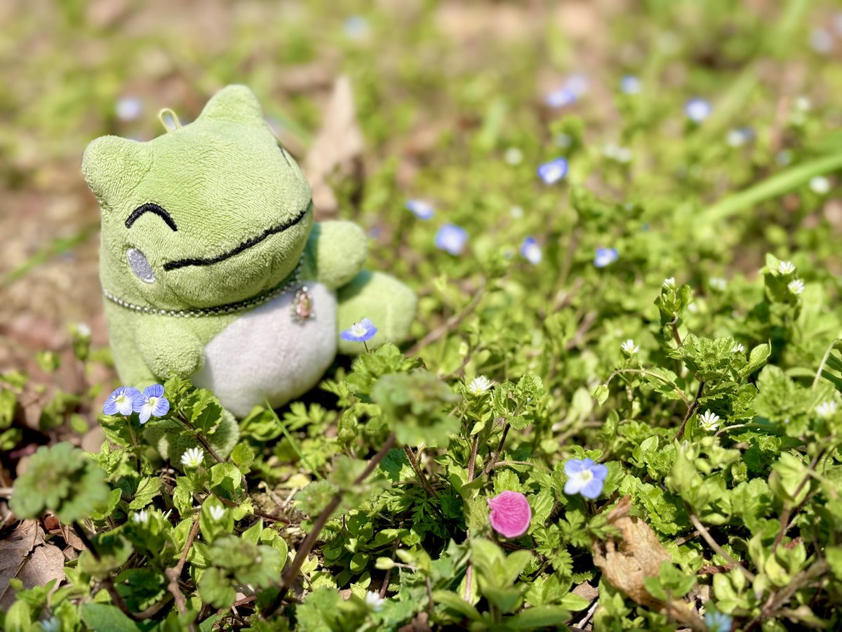 ぼくのみがわりくん tweet media