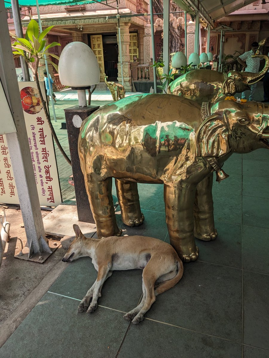 pinguo_engineer's tweet photo. インドから無事帰還しております…3月末に1週間程行ってきました🇮🇳全てがカルチャーショック⚡️特に食事に関しては、カメムシの臭い(≒パクチー)&amp;甘い物苦手な私にとっては試練が多かった😵交通事情も衝撃的だったし、町歩いてるだけで知らない人んちに招待されたりカオス！でも楽しかった😂 https://t.co/XCSEnaFR3F