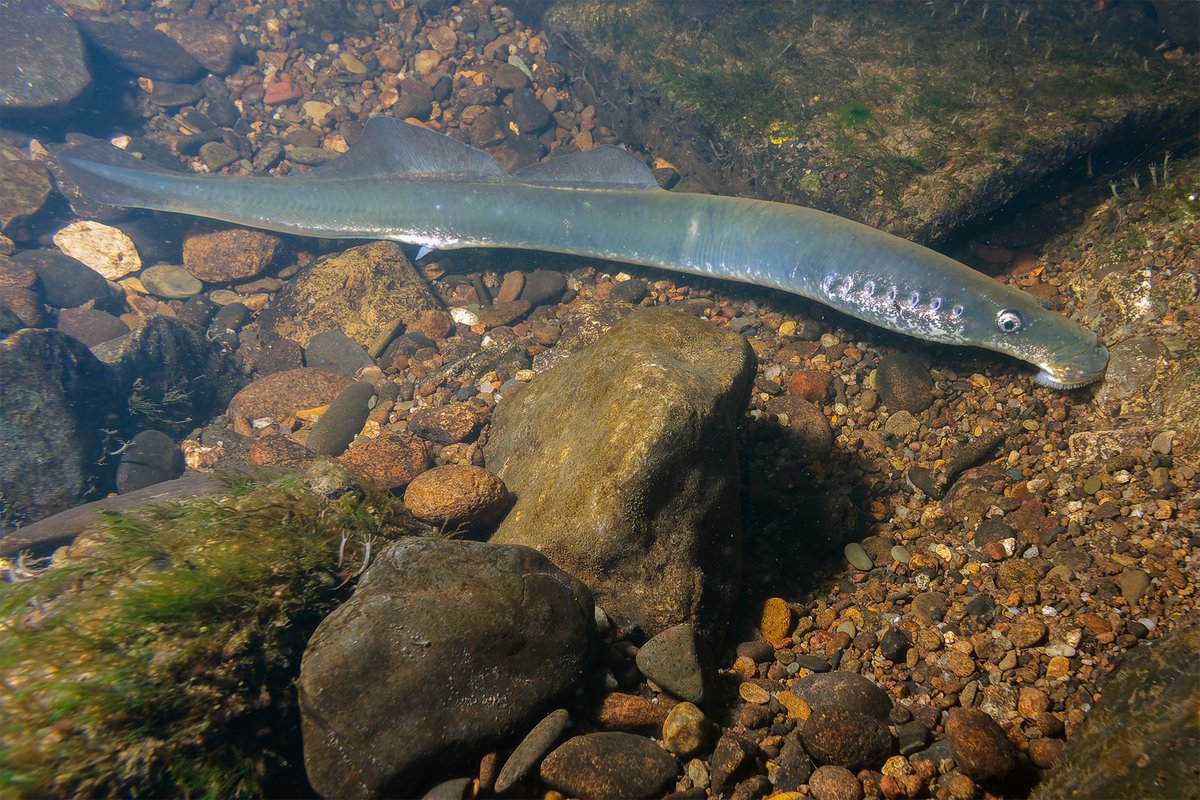 Male River Lamprey (Lampetra fluviatilis) on the River Mulkear, Co. Limerick yesterday evening. Males usually reach the spawning grounds first and build nests. They are then joined by females and other males, and usually spawn in groups. Some of these lampreys will have been in