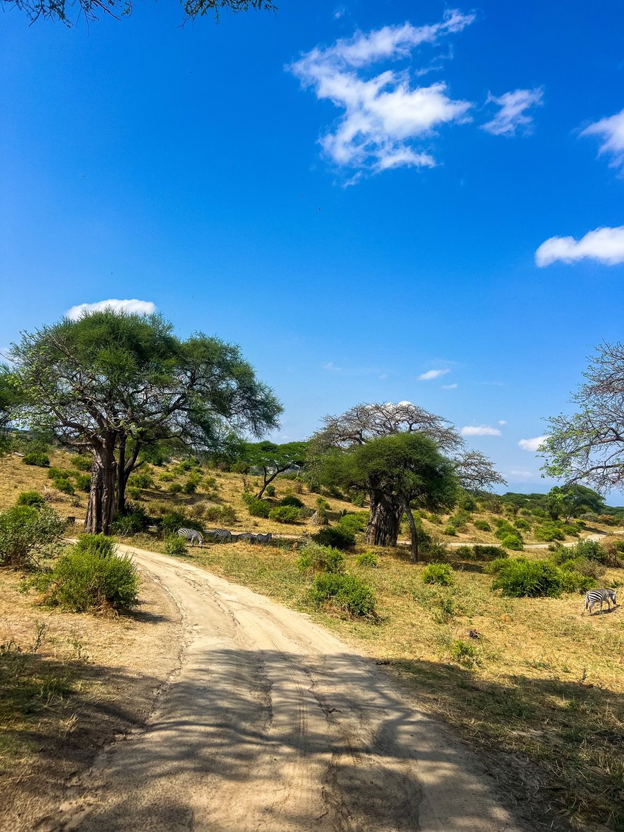 “In Tanzania’s wild heart, nature speaks in roars and rustles—where every sunrise writes a new story across the skies.” — Unknown