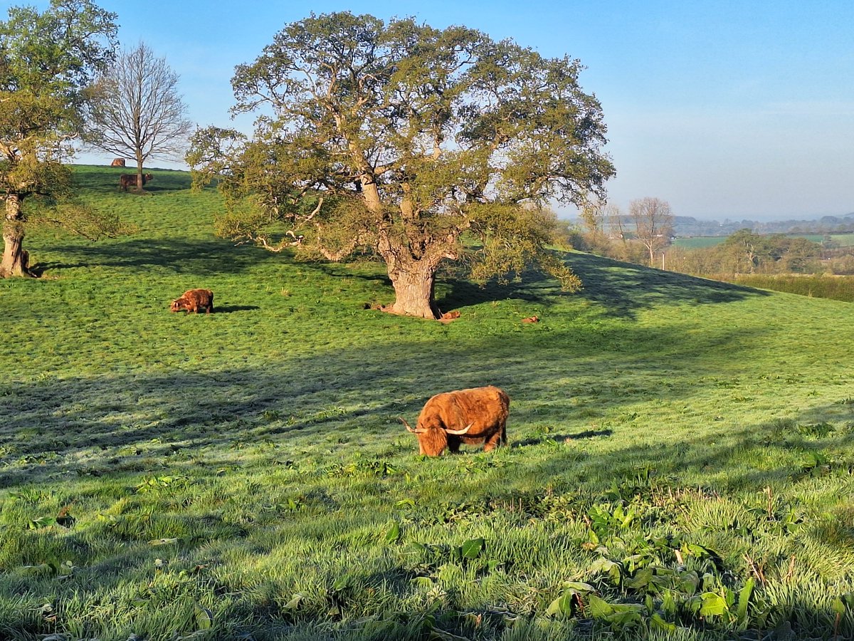 Beautiful frosty walk this morning - nippy on the fingers! If you zoom in you can see all the calves sunning under the tree 🐮