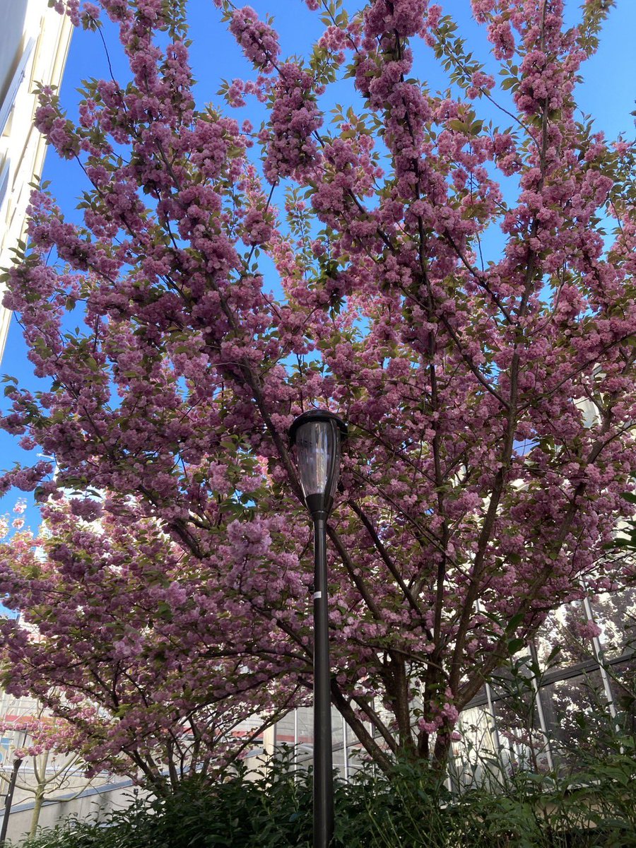 aprioriparis's tweet photo. 【花のパリ🌸】
パリにも桜🌸(日本とは種類が違います)が咲いています。
日本の桜と違い色が濃くて大ぶりです🌸

#paris #フランス #パリ #輸入代行 #買物代行 #個人輸入 #パリの桜 #春のパリ https://t.co/9BLAaftWMf