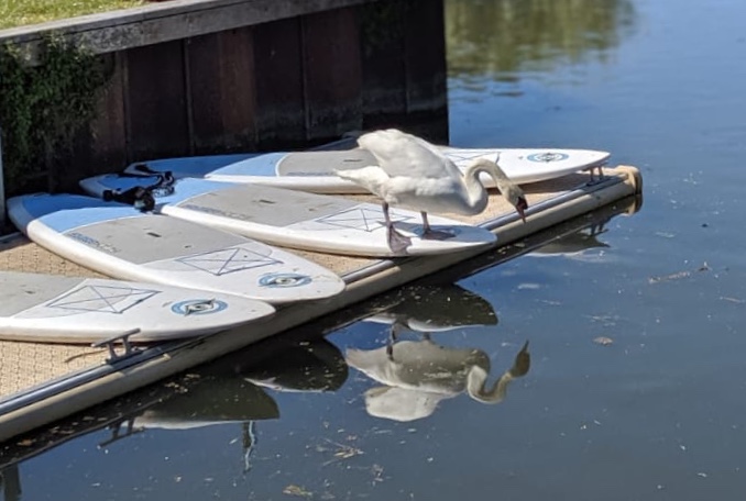 SUP Club is back at Harlow, starts tonight!
6pm until 8pm, from just £14pp. Come and unwind after a busy day at work! 🌞💪🌲
essexoutdoors.cinolla.com/harlow/course/…