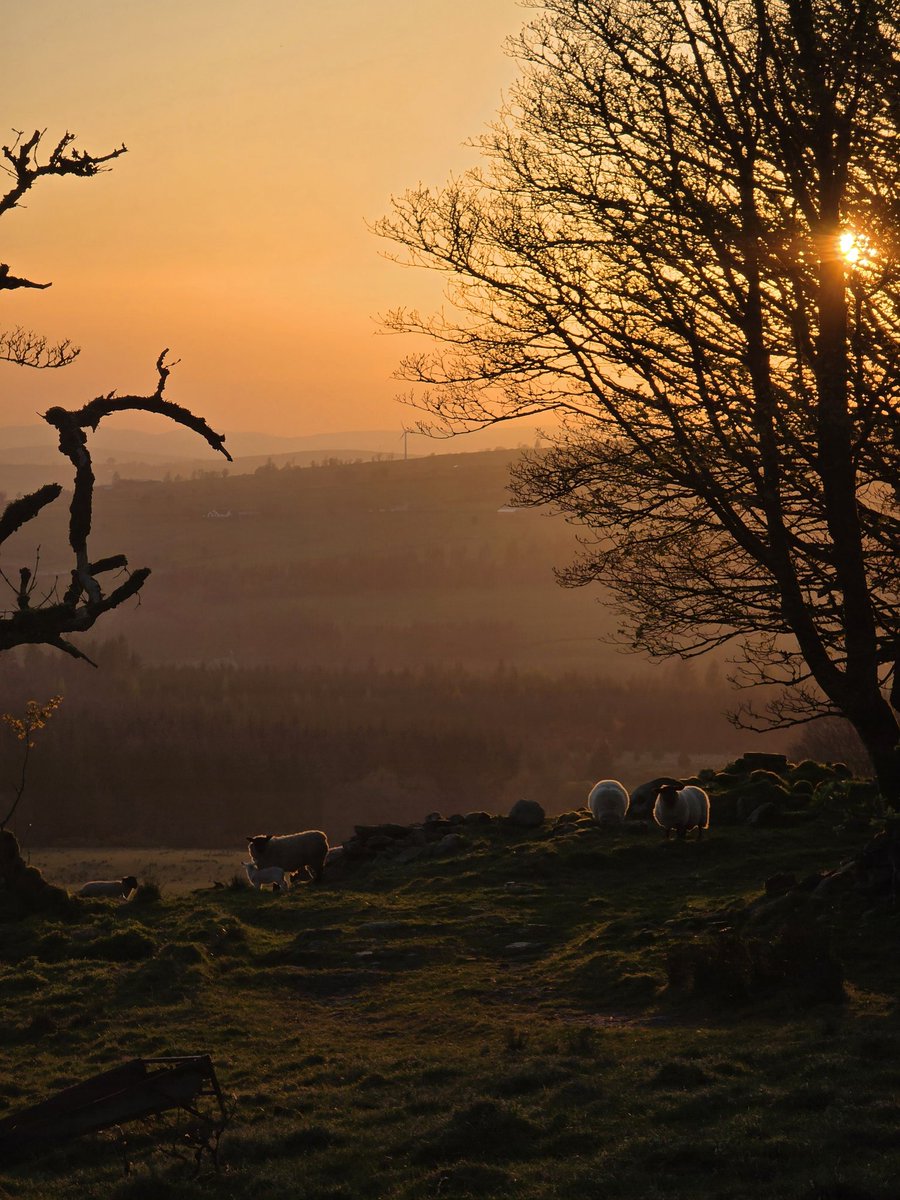 photos_by_cara's tweet image. Last nights sunset at Baronscourt near Drumquin, and some lambs having fun. @bbcniweather
@WeatherCee @WeatherAisling @Louise_utv @barrabest @geoff_maskell @linzilima