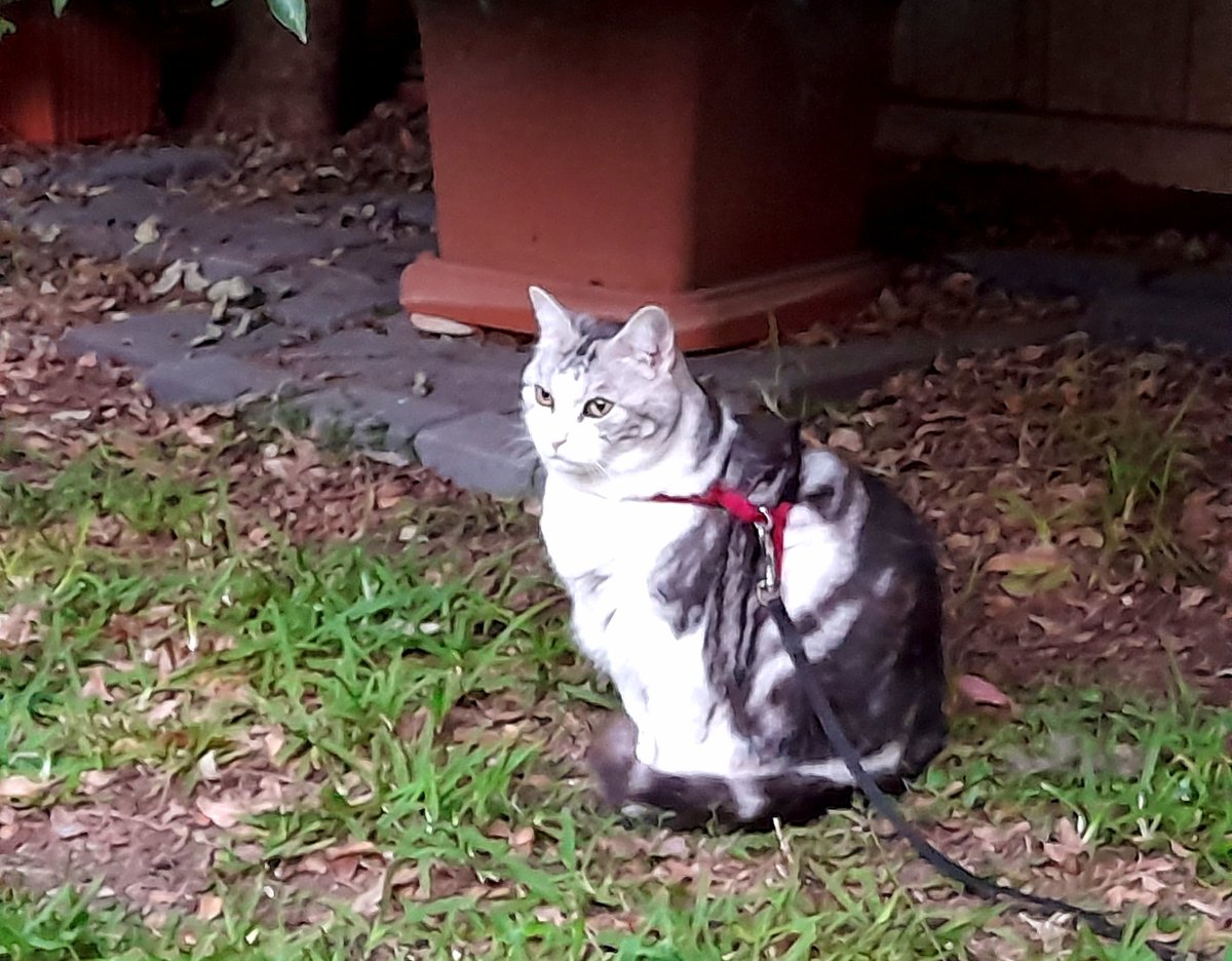Diary of a cat servant: the expression when you are out on your #Hedgewatch during the first chilly autumn day and you realise it's a long time until spring.