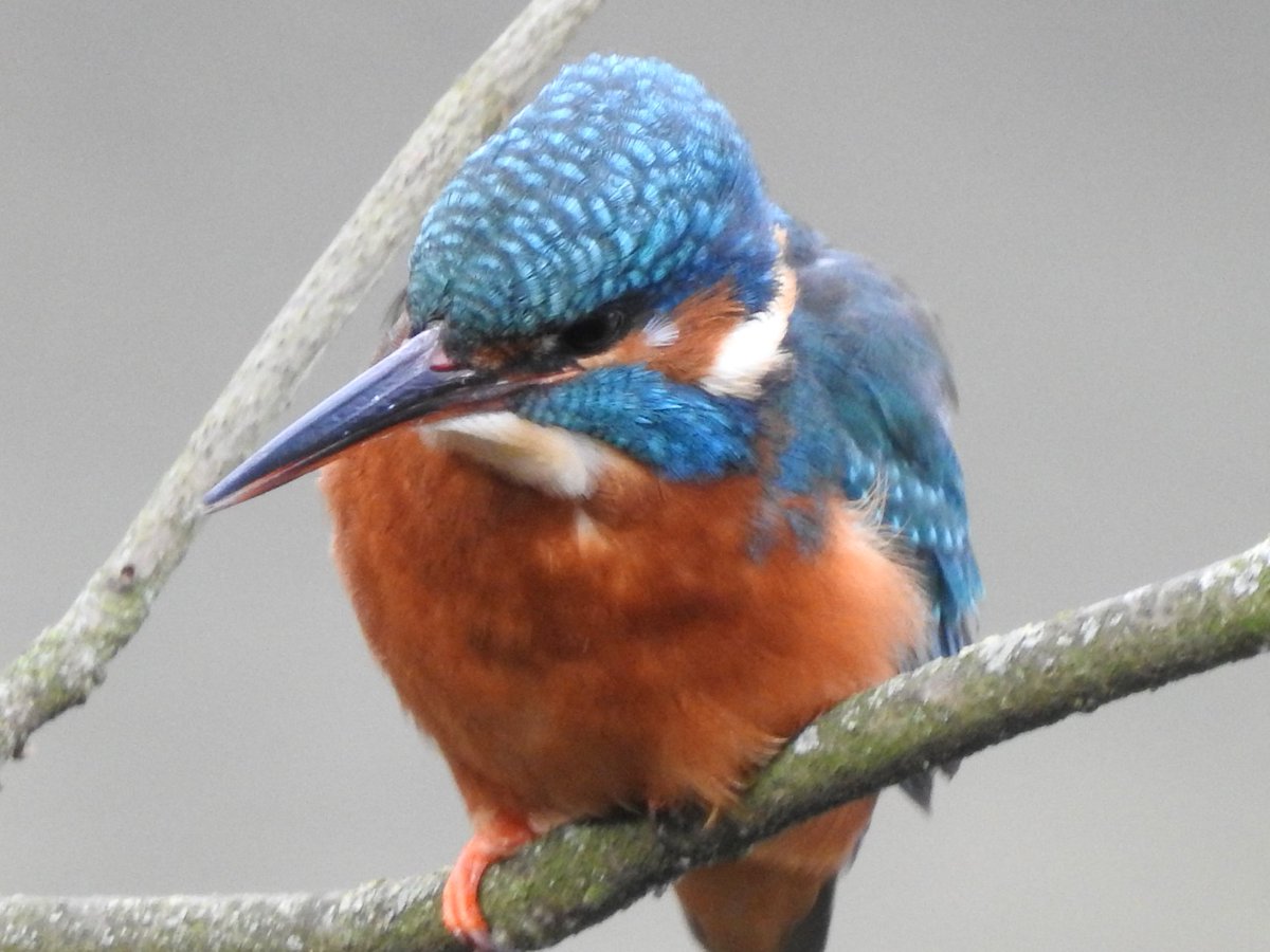 Kingfisher at dawn.

Male kingfisher down on the River Lea at Hackney Marshes.

#LondonBirds #nature #wildlife #birdphotography <a href="/Natures_Voice/">RSPB</a> #kingfisher #kingfishers #hackney