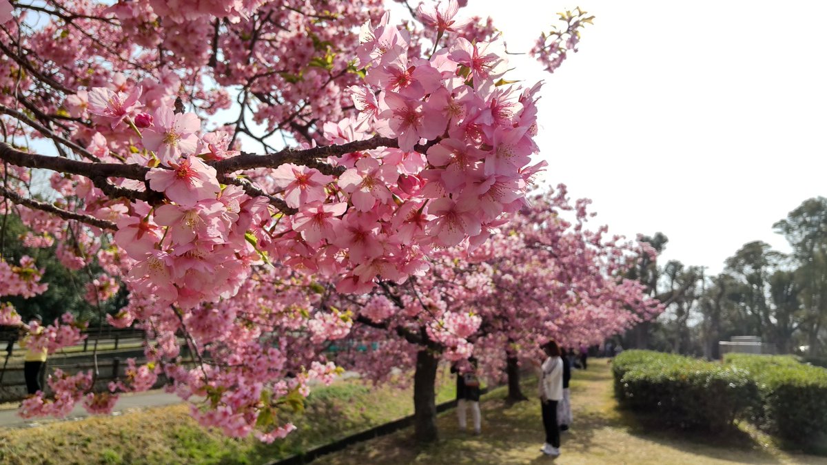 四月🌸ですね
ご無沙汰しております
#桜