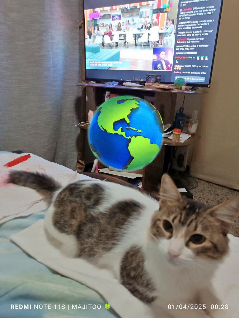 mjmajito's tweet photo. @Poggi te miramos todos los días mi nena Camii y mi bebé Cenk 😸😸😸 soy majo de Uruguay 🇺🇾 https://t.co/yi12r5Nnhb