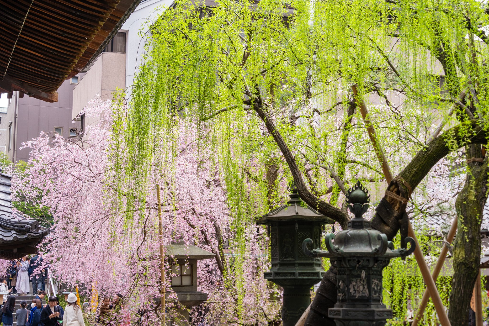 桜 桜之宮公園 桜満開の大川沿い 2013 大阪 at Night ブログ