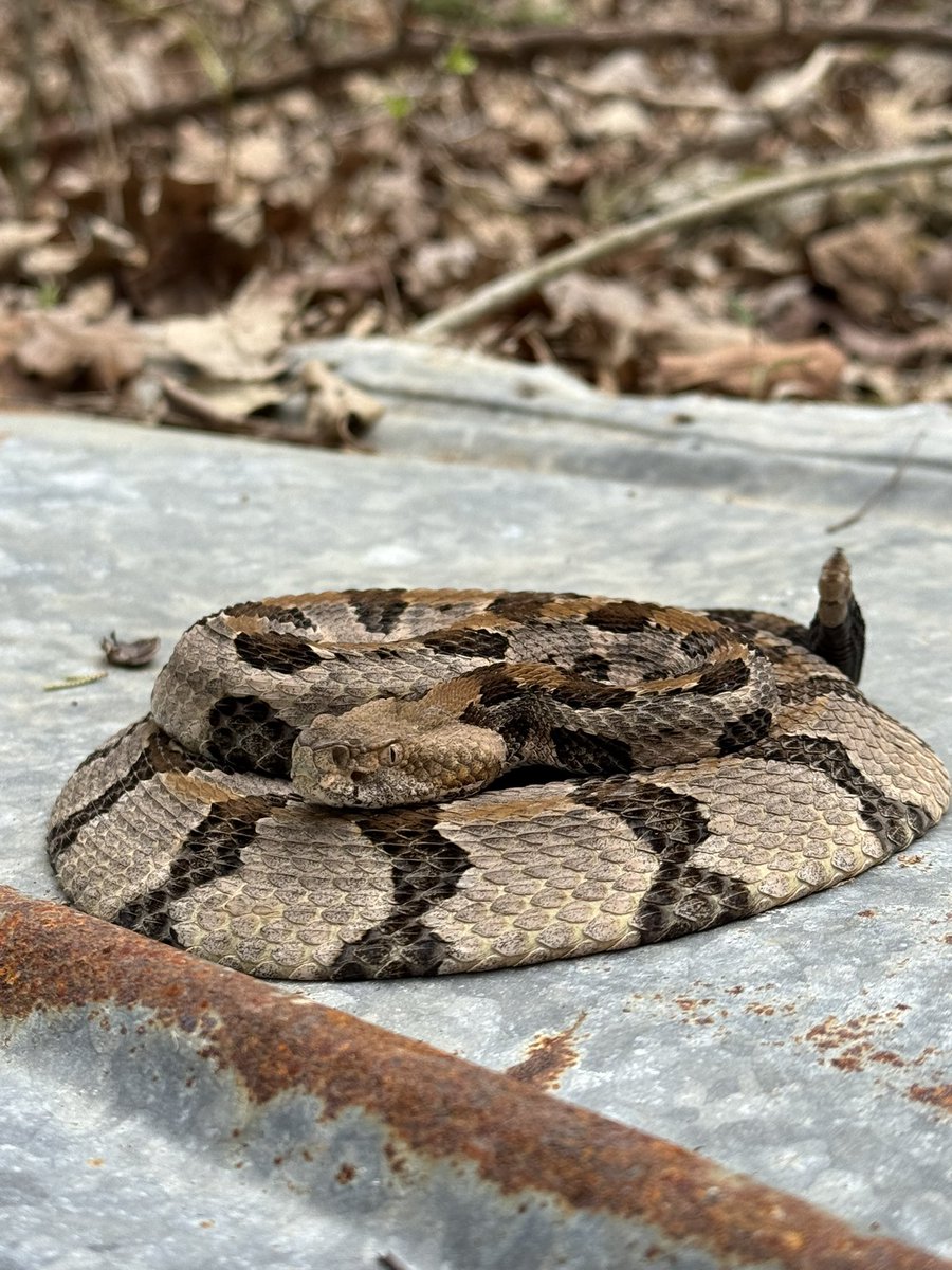 jesserothacker's tweet photo. @iamrenocollier Sorry I can’t mention wildlife locations online to protect the critters. But we found 
8 earth snakes
5 king snakes
3 racers
2 worm snakes 
2 timber rattlesnakes 
1 ringneck snake

Check out how much noise this dude made with such a tiny rattle 😮

https://t.co/OS6NkgEWpO https://t.co/V6U8gvTba4