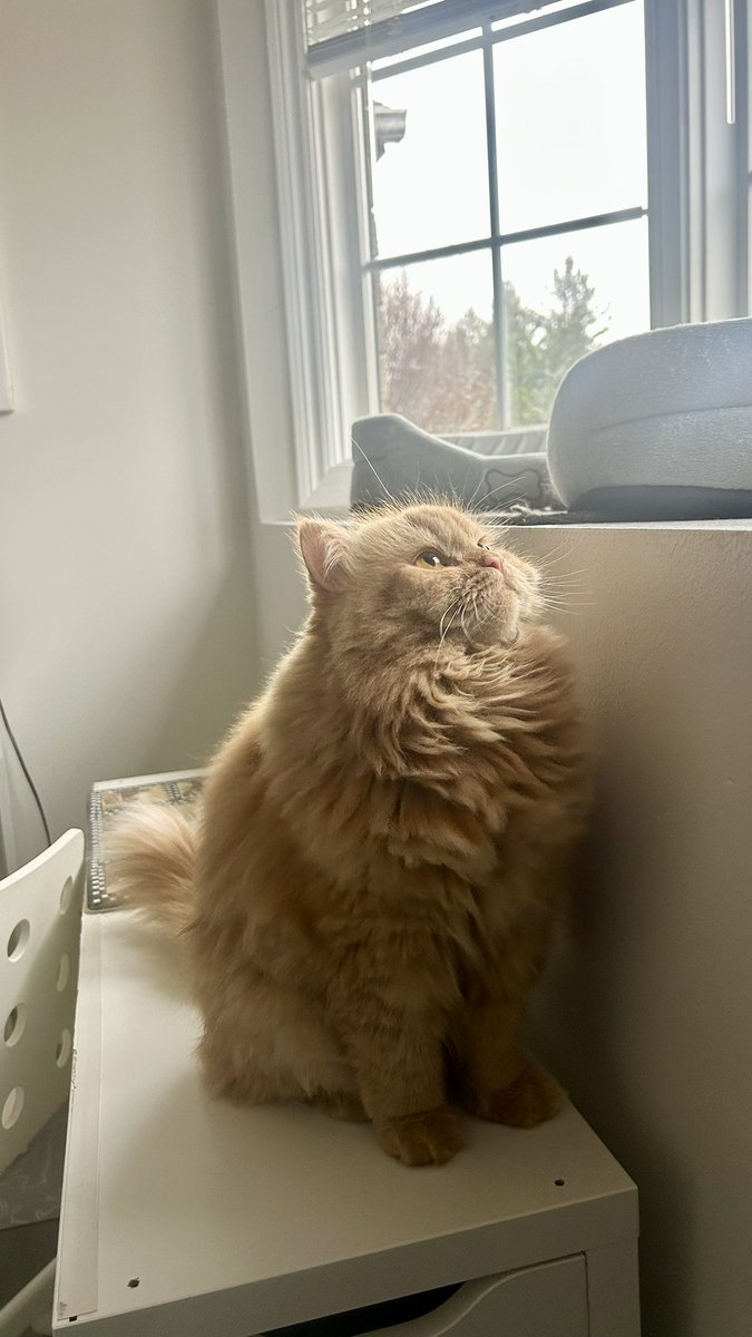 theunknownfish's tweet photo. What a side profile https://t.co/u7zdvTudBQ