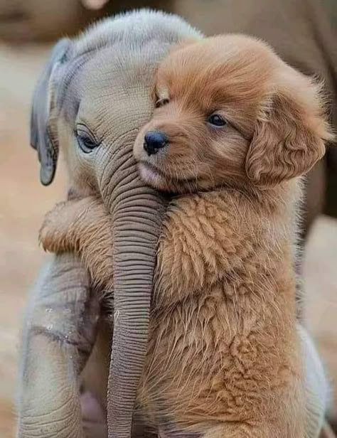 HongShi67720146's tweet photo. @GeTong37574 #cute_ #cute #pets. https://t.co/2aKam3AgYL