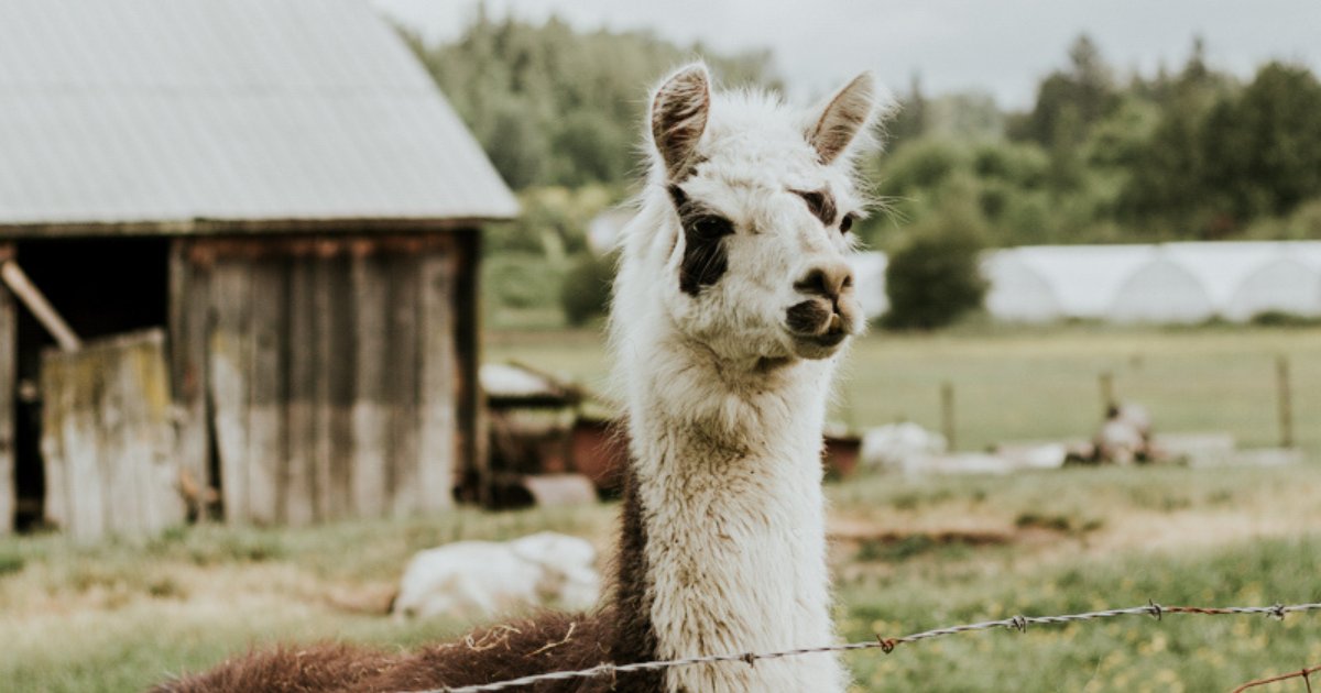 Hop on the Circle Farm Tour! It's your guide to the wonderful farm experiences in the Fraser Valley, making a route through each friendly locale the perfect way to spend a spring afternoon.

If your sense of discovery is piqued, then follow this link! thefraservalley.ca/14-spring-farm…