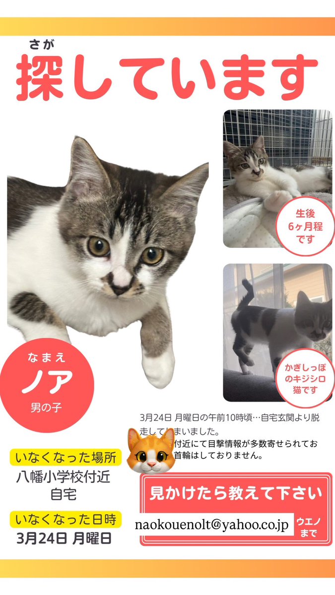 noah_ueno's tweet photo. ノアを気にかけて下さり、探してくださる皆さんへ。
皆さんに探して頂き本当に言葉にならない感謝でいっぱいです🙏😣‼️
本当に本当に、ありがとうございます。
暖かくはなってきますが、まだまだ季節の変わり目、お忙しい皆さんだと思いますのでご自愛ください。 https://t.co/CH3w1BbuHO